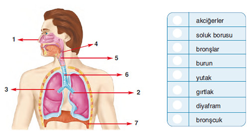 solunum-sistemi-soru