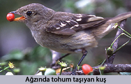 Tohum taşıyan kuş