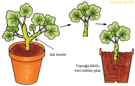 vejetatif üreme