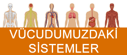 vücudumuzdaki sistemler