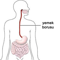 yemek borusu