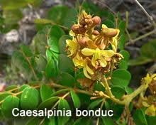 Caesalpinia bonduc