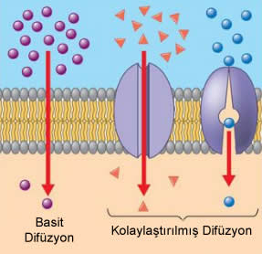 Basit ve kolaylaştırılmış difüzyon