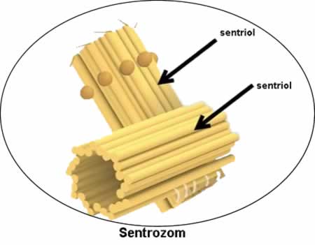 Sentrozom ve sentriol