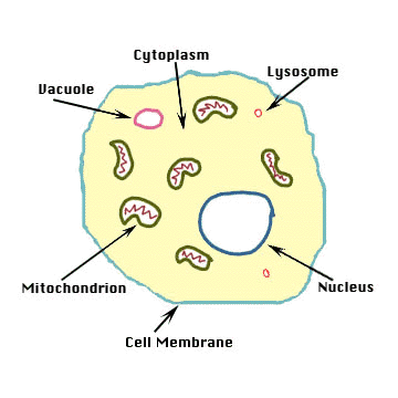 Hayvan Hücresi